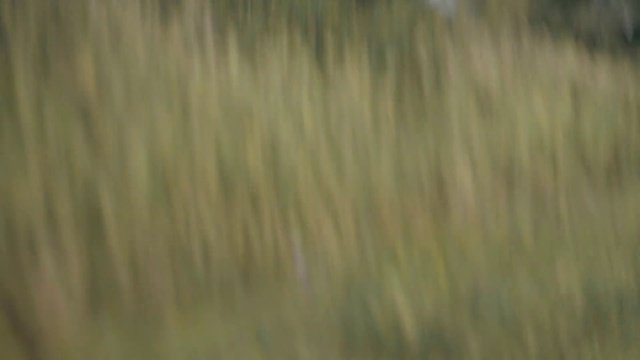 Video Reference: Hair, Green, Grass, Brown, Grass family, Close-up, Wood, Plant, Grassland, Prairie