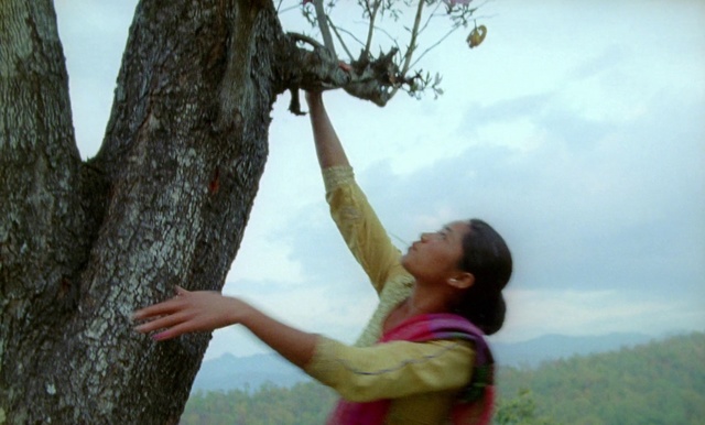 Video Reference: People in nature, Tree, Branch, Happy, Woody plant, Fun, Trunk, Plant, Spring, Organism