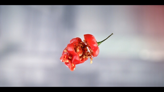 Video Reference: Red, Plant, Flower, Macro photography, Close-up, Petal, Flowering plant, Photography, Still life photography