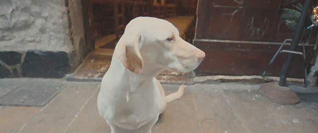 Video Reference: dog like mammal, dog, dog breed, pointer, snout, carnivoran, sporting group, labrador retriever