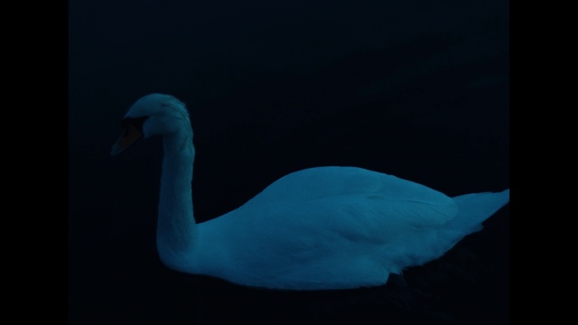Video Reference: Swan, Bird, Blue, Beak, Water bird, Water, Ducks, geese and swans, Organism, Sky, Feather