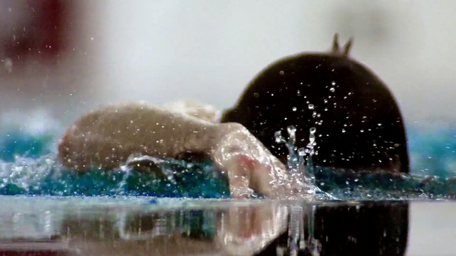 Video Reference: water, organism, fun