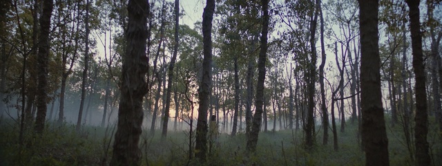 Video Reference: nature, ecosystem, tree, forest, grove, water, woodland, spruce fir forest, nature reserve, reflection, Person