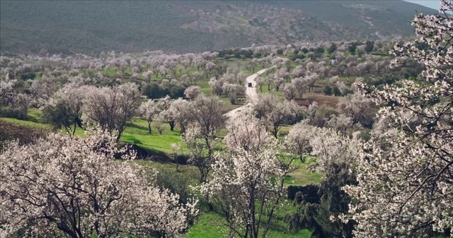 Video Reference: Vegetation, Natural landscape, Blossom, Chaparral, Spring, Plant community, Tree, Plant, Cherry blossom, Flower