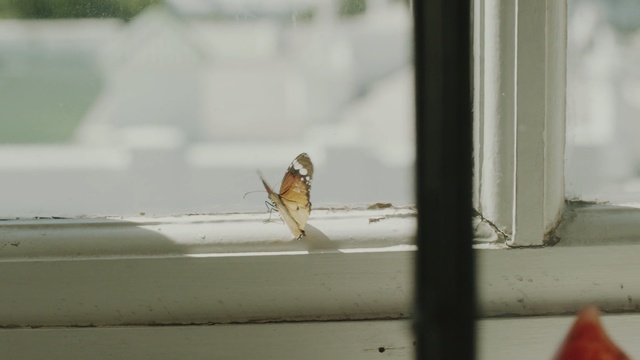 Video Reference: fauna, insect, membrane winged insect