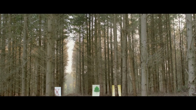 Video Reference: tree, forest, grove, woody plant, woodland, wood, trunk, sunlight, old growth forest, spruce fir forest