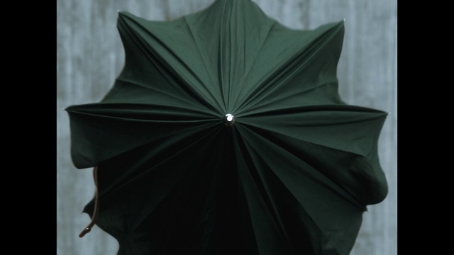 Video Reference: Green, Leaf, Symmetry, Plant, Umbrella, Still life photography, Flower, Space, Art