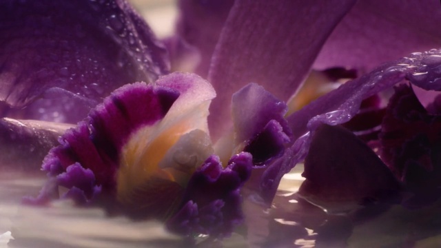 Video Reference: Violet, Purple, Flower, Petal, Plant, Lavender, Spring, Macro photography, Close-up, Flowering plant
