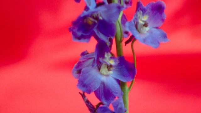 Video Reference: Flower, Flowering plant, Petal, Blue, Plant, Purple, Violet, Close-up, Delphinium, Macro photography