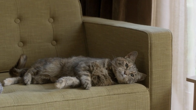 Video Reference: cat, small to medium sized cats, cat like mammal, whiskers, kitten, furniture, domestic short haired cat, bed