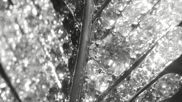 Video Reference: tree, branch, black, black and white, nature, monochrome photography, water, woody plant, light, photography, Person