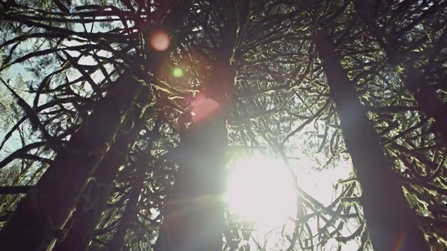 Video Reference: Tree, Nature, Sunlight, Branch, Sky, Atmospheric phenomenon, Light, Natural environment, Forest, Morning