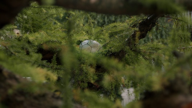 Video Reference: Nature, Green, Vegetation, Tree, Organism, Plant, Wildlife, Photography, Forest, Jungle, Person