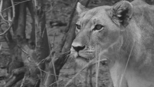 Video Reference: Wildlife, Vertebrate, Terrestrial animal, Mammal, Lion, Felidae, Whiskers, Big cats, Snout, Puma