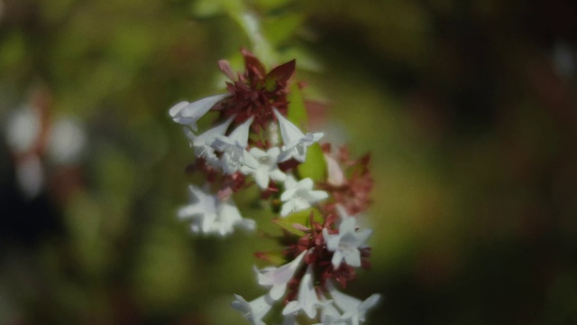 Video Reference: Flower, Plant, Flowering plant, Spring, Botany, Leaf, Petal, Tree, Blossom, Wildflower