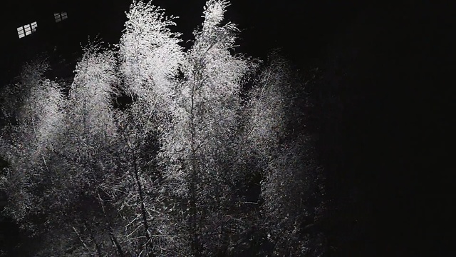 Video Reference: Black, Water, Black-and-white, Monochrome photography, Tree, Sky, Monochrome, Plant, Darkness, Photography