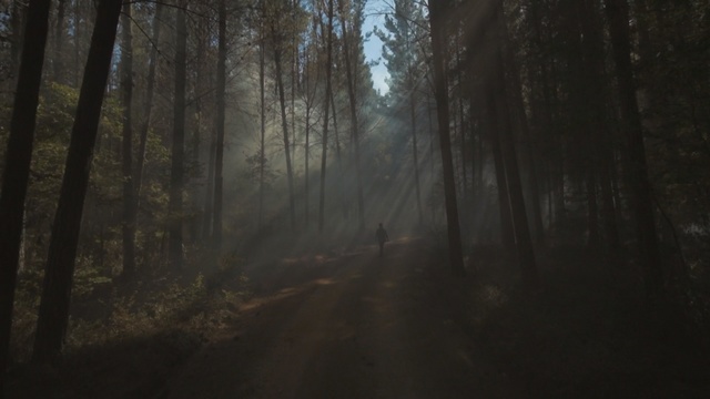 Video Reference: Nature, Forest, Atmospheric phenomenon, Tree, Natural environment, Woodland, Mist, Atmosphere, Light, Fog