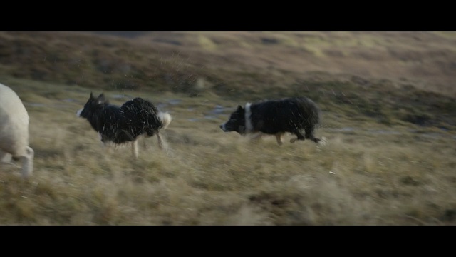 Video Reference: wildlife, fauna, herd, sky, sheep, pasture, grazing, tundra, grass, ecoregion