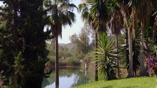 Video Reference: Tree, Nature, Vegetation, Natural landscape, Natural environment, Palm tree, Arecales, Nature reserve, Jungle, Forest