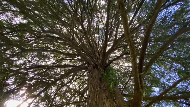 Video Reference: Tree, Nature, Woody plant, Branch, Plant, Trunk, Natural environment, Forest, Nature reserve, Biome