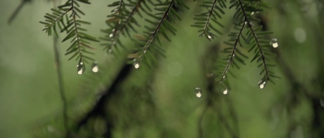 Video Reference: Vegetation, Nature, Plant, Tree, Leaf, Branch, Green, Terrestrial plant, Natural environment, Biome