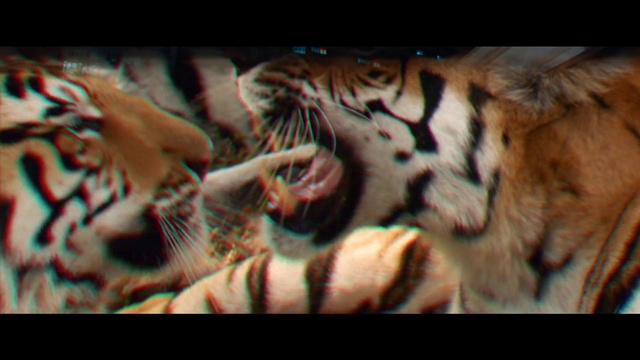 Video Reference: Organism, Carnivore, Felidae, Font, Art, Big cats, Pattern, Whiskers, Cg artwork, Terrestrial animal
