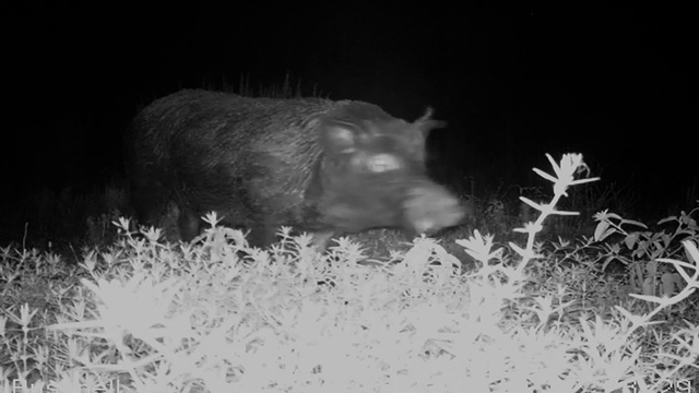 Video Reference: Snout, Peccary, Boar, Suidae, Organism, Black-and-white, Monochrome, Wildlife, Monochrome photography, Stock photography, Person