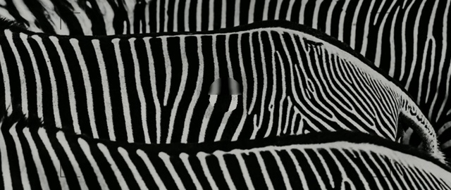 Video Reference: Monochrome, Pattern, Black-and-white, Monochrome photography, Design, Line, Photography, Parallel, Style