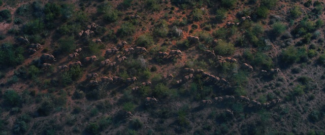 Video Reference: Vegetation, Sky, Brown, Grass, Soil, Forest, Grassland, Photography, Terrain, Landscape