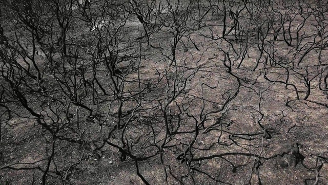 Video Reference: Branch, Tree, Twig, Sky, Woody plant, Plant, Leaf, Trunk, Spring, Plant stem