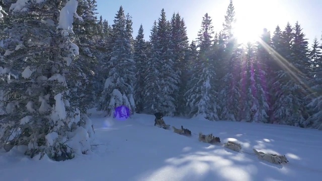 Video Reference: Snow, Winter, Nature, Tree, Freezing, Biome, Natural environment, Forest, Wilderness, Geological phenomenon