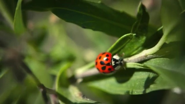 Video Reference: Ladybug, Insect, Nature, Macro photography, Beetle, Invertebrate, Leaf, Plant, Close-up, Organism