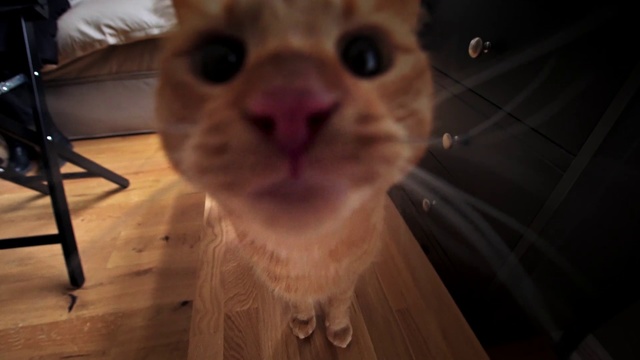 Video Reference: Cat, Whiskers, Nose, Felidae, Small to medium-sized cats, Snout, Eye, Close-up, Singapura, Mouth