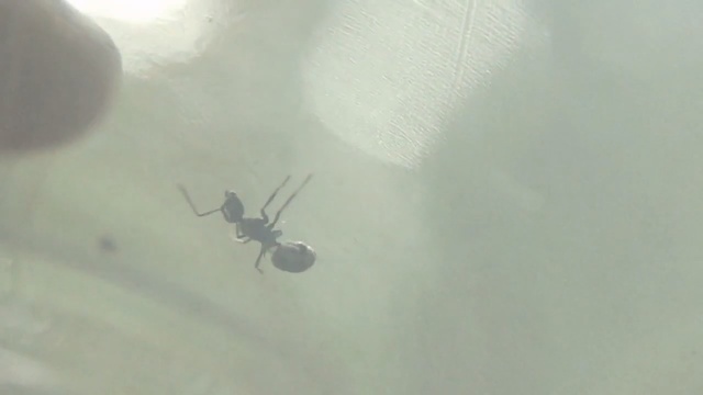 Video Reference: ant, insect, arthropod, invertebrate