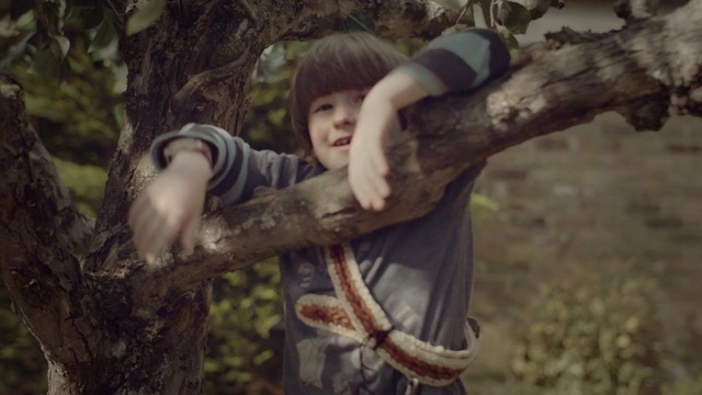 Video Reference: Tree, Beauty, Branch, Forest, Photography, Plant, Trunk, Wood, Woodland