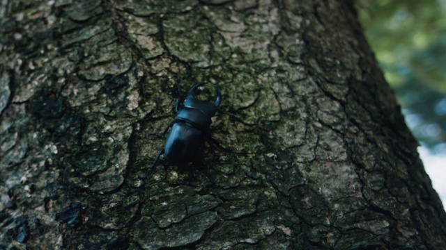 Video Reference: Arthropod, Organism, Insect, Beetle, Pest, Terrestrial animal, Terrestrial plant, Electric blue, Trunk, Plant