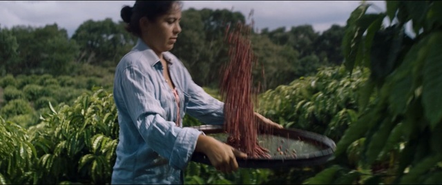 Video Reference: Adaptation, Tree, Plant, Grass, Forest, Garden, Jungle, Landscape, Plantation, Long hair, Person