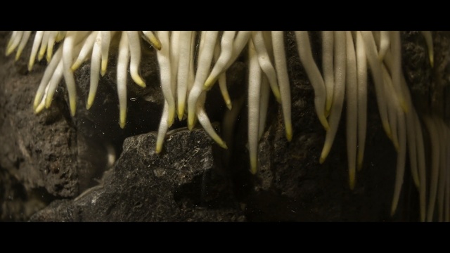 Video Reference: Plant, Flower, Organism, Cave, Sea anemone, Speleothem