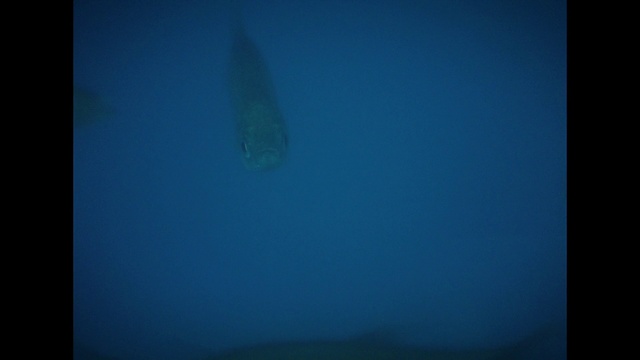 Video Reference: Blue, Green, Aqua, Turquoise, Azure, Atmosphere, Sky, Teal, Electric blue, Organism