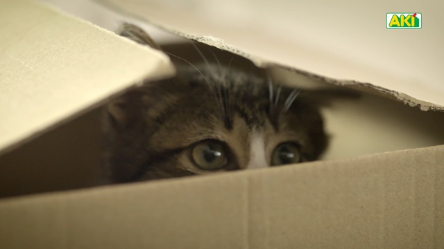 Video Reference: Cat, Small to medium-sized cats, Felidae, Whiskers, Domestic short-haired cat, Carnivore, Eye, Kitten, European shorthair, Norwegian forest cat