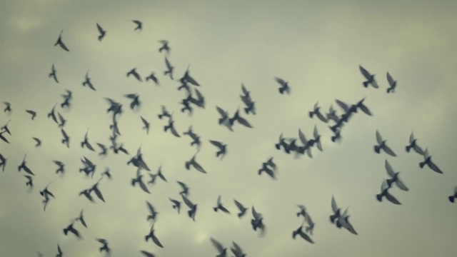 Video Reference: Flock, Bird, Bird migration, Animal migration, Sky, Wing, Flight