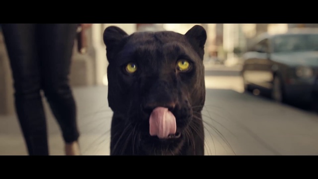 Video Reference: Mammal, Vertebrate, Black, Felidae, Snout, Big cats, Carnivore, Whiskers, Terrestrial animal, Organism