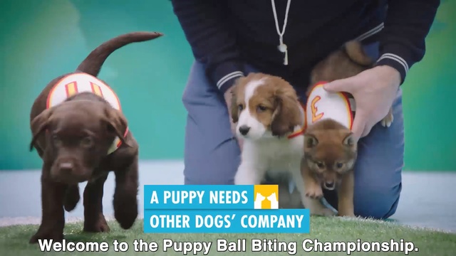 Video Reference: Dog, Mammal, Vertebrate, Dog breed, Canidae, Puppy, Companion dog, Conformation show, Carnivore, Photo caption