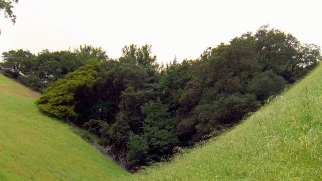 Video Reference: vegetation, ecosystem, tree, nature reserve, grass, grassland, shrubland, pasture, shrub, meadow