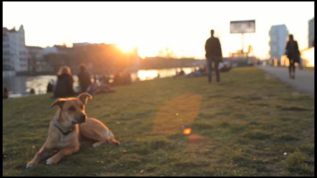 Video Reference: Mammal, Vertebrate, Dog, Canidae, Dog breed, Carnivore, Grass, Working dog, Obedience training, Sporting Group, Person