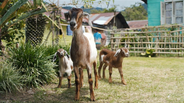 Video Reference: goats, goat, fauna, livestock, cow goat family, pasture, farm, goat antelope, grass, herd
