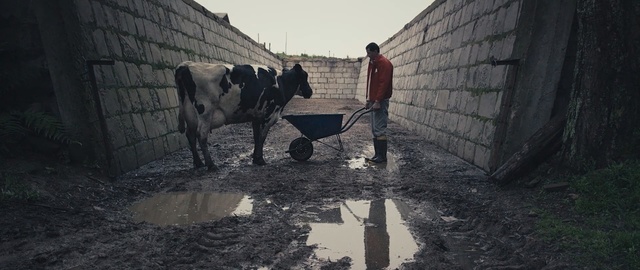 Video Reference: Bovine, Dairy cow, Water, Livestock, Rural area, Working animal, Cow-goat family, Dairy, Adaptation, Soil