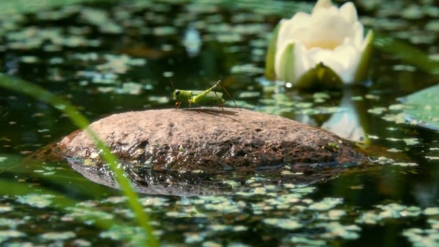 Video Reference: Botany, Water, Aquatic plant, Organism, Plant, water lily, Adaptation, Pond, Flower, Watercourse