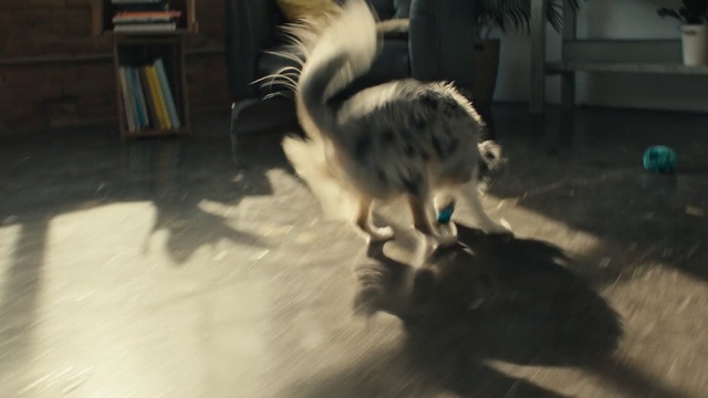 Video Reference: cat, kitty, feline, kitten, pet, fur, cute, skunk, domestic cat, whiskers, domestic