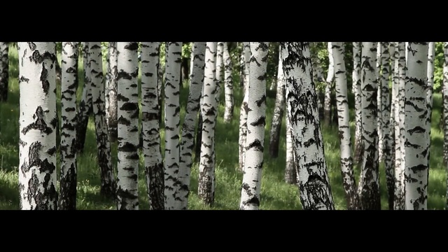 Video Reference: tree, woody plant, nature, birch, ecosystem, woodland, grove, trunk, plant, vegetation, Person